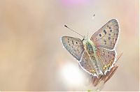 Fauna & Flora: butterfly macro photography