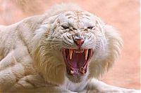 TopRq.com search results: white tiger