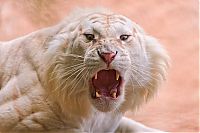 TopRq.com search results: white tiger
