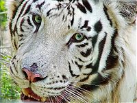 TopRq.com search results: white tiger