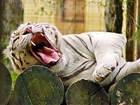 TopRq.com search results: white tiger