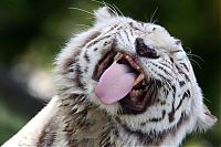 Fauna & Flora: white tiger