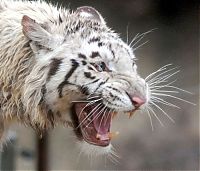 TopRq.com search results: white tiger