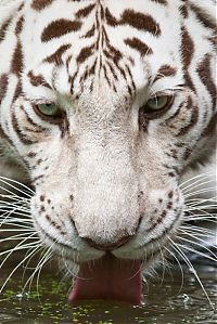 Fauna & Flora: white tiger