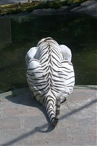 Fauna & Flora: white tiger