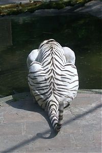 TopRq.com search results: white tiger