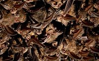 TopRq.com search results: bats in the cave
