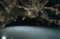 Fauna & Flora: bats in the cave