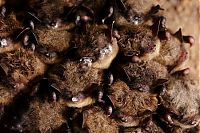 TopRq.com search results: bats in the cave