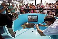 TopRq.com search results: Kahuha, sea turtle