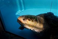 Fauna & Flora: Kahuha, sea turtle