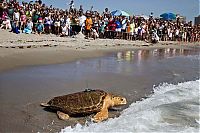 TopRq.com search results: Kahuha, sea turtle