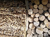 Fauna & Flora: bee insect hotel structure