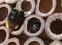 Fauna & Flora: bee insect hotel structure