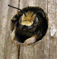 bee insect hotel structure