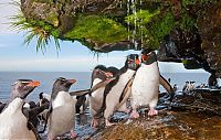 Fauna & Flora: penguins taking a shower