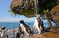 Fauna & Flora: penguins taking a shower