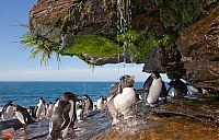 Fauna & Flora: penguins taking a shower