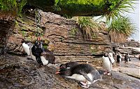 Fauna & Flora: penguins taking a shower