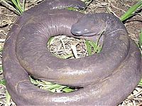 atretochoana eiselti