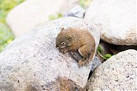 Fauna & Flora: baby squirrel