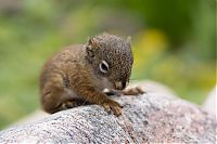 Fauna & Flora: baby squirrel