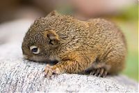 TopRq.com search results: baby squirrel