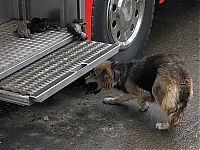 Fauna & Flora: Mother dog saves puppies from fire, Santa Rosa de Temuco, Chile