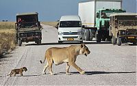 TopRq.com search results: Lioness with cubs crossing the road, Etosha National Park, Namibia