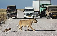 Fauna & Flora: Lioness with cubs crossing the road, Etosha National Park, Namibia