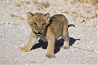 Fauna & Flora: Lioness with cubs crossing the road, Etosha National Park, Namibia