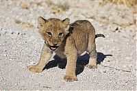 TopRq.com search results: Lioness with cubs crossing the road, Etosha National Park, Namibia