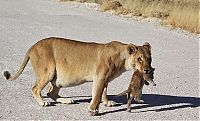 TopRq.com search results: Lioness with cubs crossing the road, Etosha National Park, Namibia
