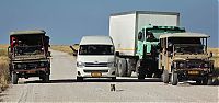 TopRq.com search results: Lioness with cubs crossing the road, Etosha National Park, Namibia