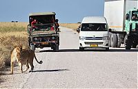 Fauna & Flora: Lioness with cubs crossing the road, Etosha National Park, Namibia