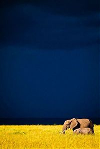 animal photography