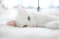 animal photography