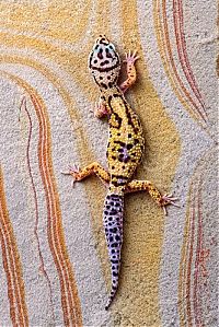 Fauna & Flora: animal photography