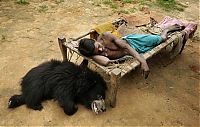 Fauna & Flora: Pet bear, India