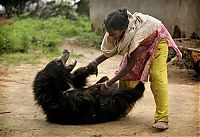 Fauna & Flora: Pet bear, India