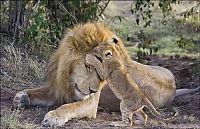 TopRq.com search results: lion cubs with a family