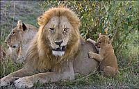 Fauna & Flora: lion cubs with a family