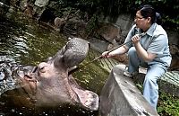 Fauna & Flora: hippopotamus teeth brushing