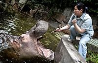 TopRq.com search results: hippopotamus teeth brushing