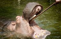 TopRq.com search results: hippopotamus teeth brushing