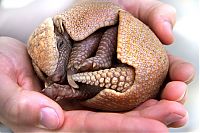 TopRq.com search results: baby armadillo