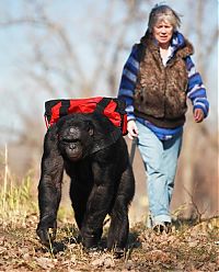 Fauna & Flora: Kanzi, 31-year-old food cooking bonobo chimpanzee