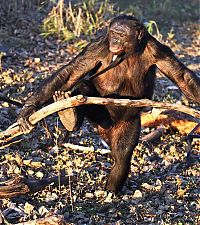 Fauna & Flora: Kanzi, 31-year-old food cooking bonobo chimpanzee