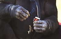 Fauna & Flora: Kanzi, 31-year-old food cooking bonobo chimpanzee