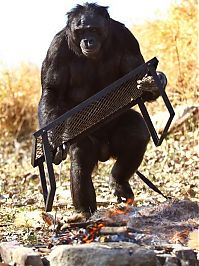 Fauna & Flora: Kanzi, 31-year-old food cooking bonobo chimpanzee